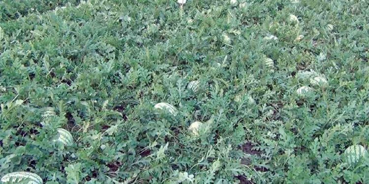 খুলনায় তরমুজে গেলো কয়েক বছর লোকসান হলেও এবার উকি দিচ্ছে উজ্জল সম্ভাবনা !