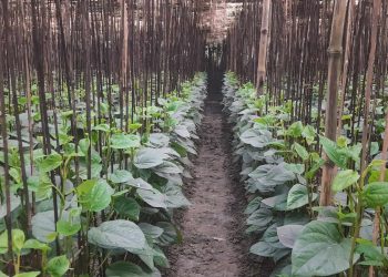 রাজশাহীতে প্রধান অর্থকারী ফসল এখন পান পাতা  