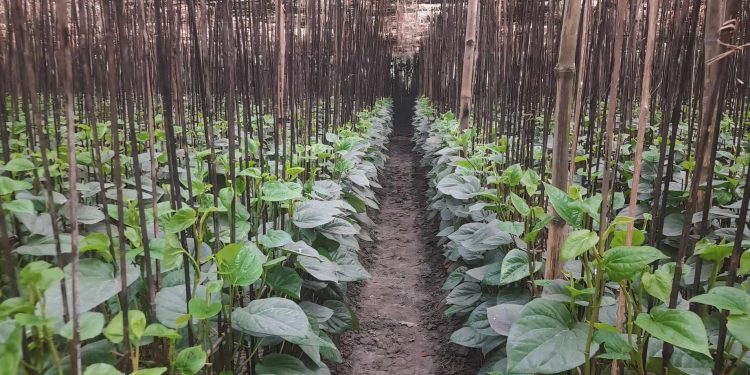 রাজশাহীতে প্রধান অর্থকারী ফসল এখন পান পাতা