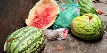 মেহেন্দীগঞ্জে তরমুজের দাম অর্ধেকে নেমেছে, মিলছে না ক্রেতা। 