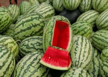 তরমুজ সকালে ২শ বিকালে ৮শ 