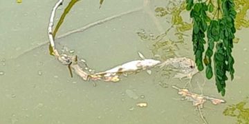 বাগেরহাট রামপালে বিষ প্রয়োগে মৎস ঘেরের মাছ লুট