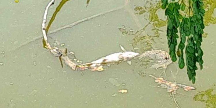 বাগেরহাট রামপালে বিষ প্রয়োগে মৎস ঘেরের মাছ লুট