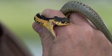 কালকিনিতে বিষাক্ত সাপের ছোবলে মাদ্রাসা ছাত্রের মৃত্যু