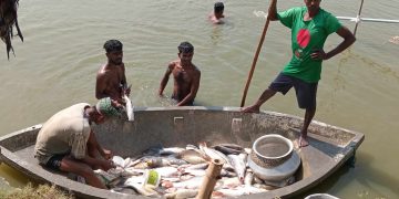 অদৃশ্য কারণে পুকুরের মাছ মরে শেষ ।।