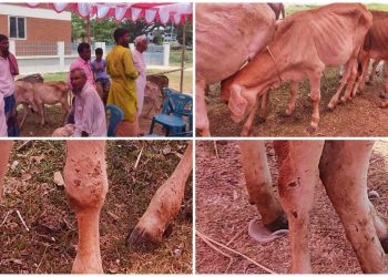 সিরাজগঞ্জে বকনা বাছুর বিতরণে অনিয়ম