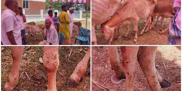 সিরাজগঞ্জে বকনা বাছুর বিতরণে অনিয়ম