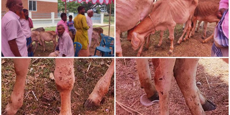 সিরাজগঞ্জে বকনা বাছুর বিতরণে অনিয়ম