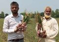 গ্রীষ্মকালীন পেঁয়াজ চাষে আশাতীত ফলন
