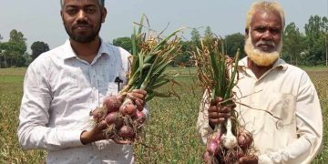 গ্রীষ্মকালীন পেঁয়াজ চাষে আশাতীত ফলন