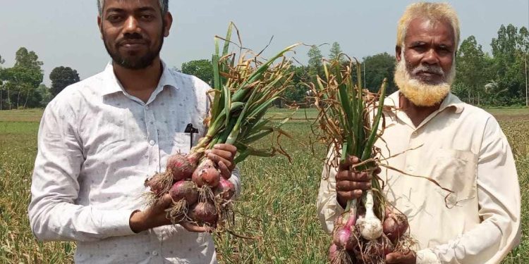 গ্রীষ্মকালীন পেঁয়াজ চাষে আশাতীত ফলন