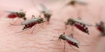 কর্তৃপক্ষের উদাসীনতা ও তদারকির অভাবে খুলনা এখন মশার দখলে! 