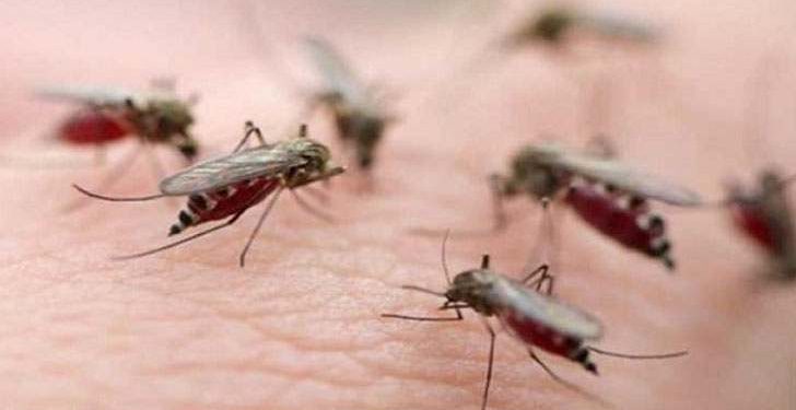 কর্তৃপক্ষের উদাসীনতা ও তদারকির অভাবে খুলনা এখন মশার দখলে!