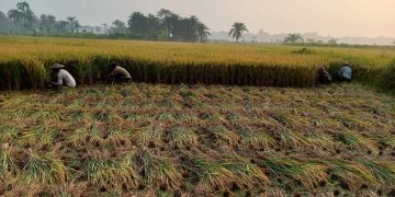 তীব্র তাপদাহে কোটচাঁদপুরের কৃষকেরা বোরো ধান ঘরে তুলতে ব্যস্ত ।