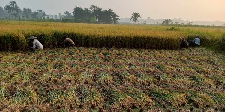 তীব্র তাপদাহে কোটচাঁদপুরের কৃষকেরা বোরো ধান ঘরে তুলতে ব্যস্ত ।