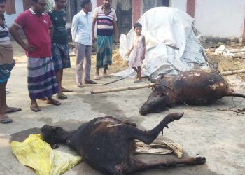 শালিখায় অগ্নিকান্ডের ক্ষতিগ্রস্থ নাহিদ হাসান।