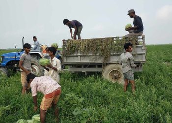 তরমুজে হাসি, তরমুজে কান্না