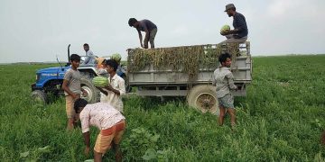 তরমুজে হাসি, তরমুজে কান্না