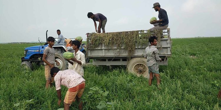 তরমুজে হাসি, তরমুজে কান্না