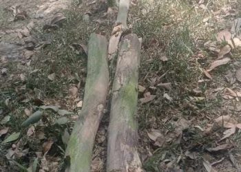 পাঁচবিবিতে গাছের শুকনো ডাল ভেঙ্গে পড়ে এক যুবকের মৃত্যু। 