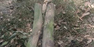 পাঁচবিবিতে গাছের শুকনো ডাল ভেঙ্গে পড়ে এক যুবকের মৃত্যু। 