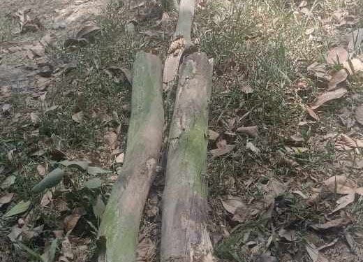 পাঁচবিবিতে গাছের শুকনো ডাল ভেঙ্গে পড়ে এক যুবকের মৃত্যু।