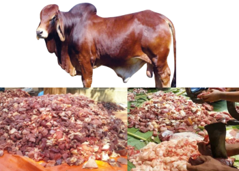 মানিকগঞ্জে জমে উঠেছে ‘গরু খাওয়া সমিতি’