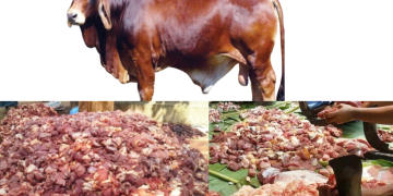 মানিকগঞ্জে জমে উঠেছে ‘গরু খাওয়া সমিতি’