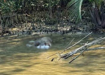 সুন্দরবন আন্ধরিয়া খাল থেকে বাঘের মরদেহ উদ্ধার।