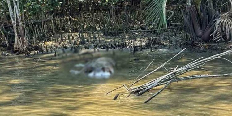 সুন্দরবন আন্ধরিয়া খাল থেকে বাঘের মরদেহ উদ্ধার।