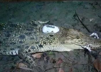 সুন্দরবনে স্যাটেলাইট ট্যাগ লাগানো কুমির চিতলমারী থেকে উদ্ধার