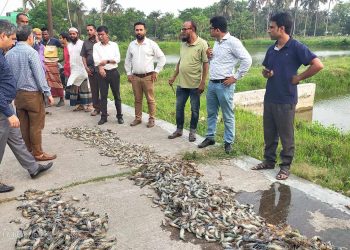 ডুমুরিয়ায় ভ্রাম্যমান আদালতের অভিযানে ৫০০কেজি চিংড়ি জব্দ।