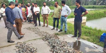 ডুমুরিয়ায় ভ্রাম্যমান আদালতের অভিযানে ৫০০কেজি চিংড়ি জব্দ।