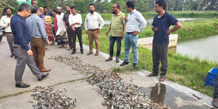 ডুমুরিয়ায় ভ্রাম্যমান আদালতের অভিযানে ৫০০কেজি চিংড়ি জব্দ।