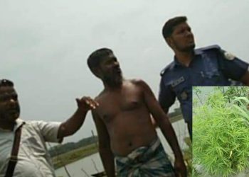 মেহেন্দিগঞ্জে গাঁজা গাছসহ আটক -১ 