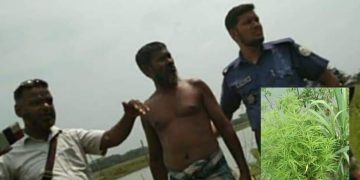 মেহেন্দিগঞ্জে গাঁজা গাছসহ আটক -১ 