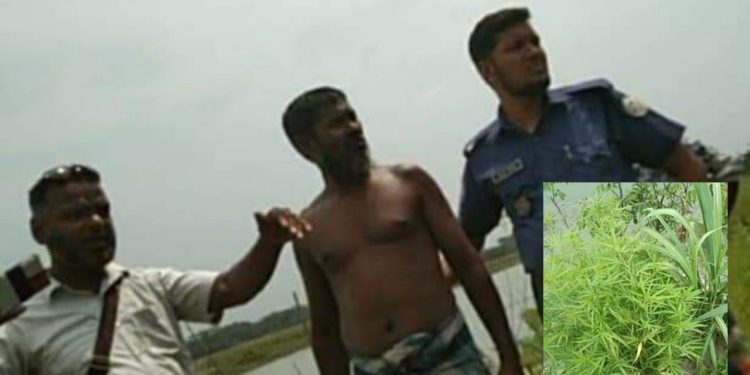মেহেন্দিগঞ্জে গাঁজা গাছসহ আটক -১