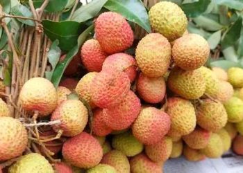 বগুড়ায় দাম দ্বিগুণ হওয়ায় লিচু সাধারণ মানুষের নাগালের বাইরে –