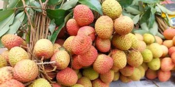 বগুড়ায় দাম দ্বিগুণ হওয়ায় লিচু সাধারণ মানুষের নাগালের বাইরে –