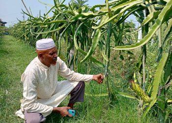 কোটচাঁদপুরে রাতের আঁধারে কৃষকের ড্রাগন গাছ কেটে দিয়েছে দুর্বৃত্তরা।
