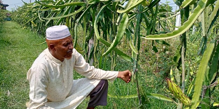 কোটচাঁদপুরে রাতের আঁধারে কৃষকের ড্রাগন গাছ কেটে দিয়েছে দুর্বৃত্তরা।
