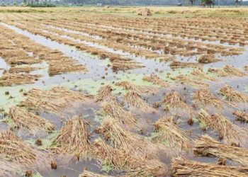 রামপালে স্বস্তির বৃষ্টি অস্বস্তিতে ফেলেছে বোরো চাষিদের।