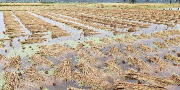 রামপালে স্বস্তির বৃষ্টি অস্বস্তিতে ফেলেছে বোরো চাষিদের।