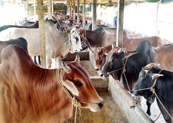 খুলনায় চাহিদার থেকেও সাড়ে ৩ লক্ষ উদ্বৃত্ত গবাদি পশু প্রস্তুত করেছে খামারিরা! 