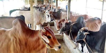 খুলনায় চাহিদার থেকেও সাড়ে ৩ লক্ষ উদ্বৃত্ত গবাদি পশু প্রস্তুত করেছে খামারিরা! 