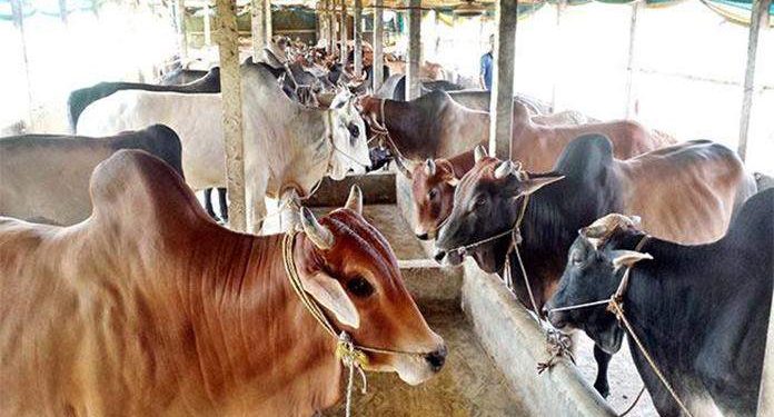 খুলনায় চাহিদার থেকেও সাড়ে ৩ লক্ষ উদ্বৃত্ত গবাদি পশু প্রস্তুত করেছে খামারিরা!