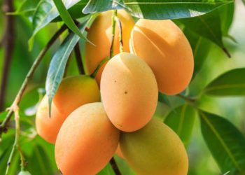 পাকা আমের উপকারিতা।