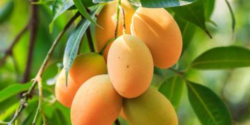 পাকা আমের উপকারিতা।