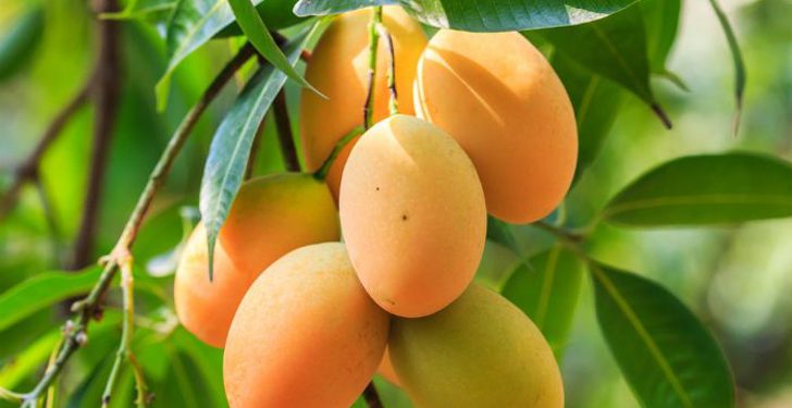 পাকা আমের উপকারিতা।