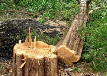 নীলফামারীতে রাতের অন্ধকারে রাস্তার গাছ কাটার অভিযোগ উঠেছে নুরুন্নবীর বিরুদ্ধে 